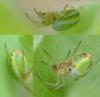 Araniella sp.